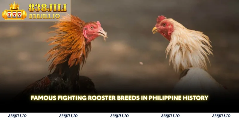 famous fighting rooster breeds in philippine history