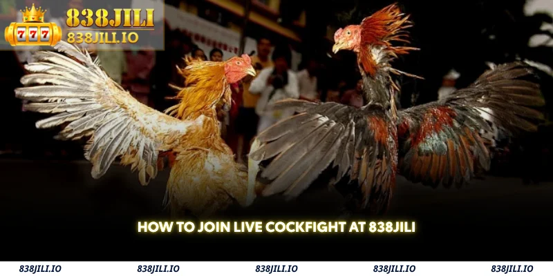 how to join live cockfight at 838jili