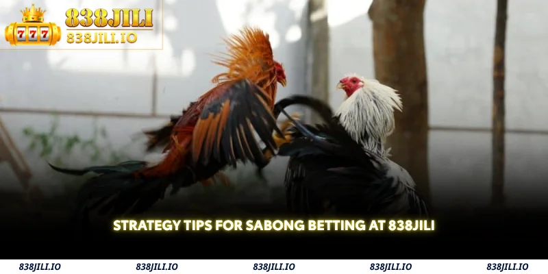 strategy tips for sabong betting at 838jili