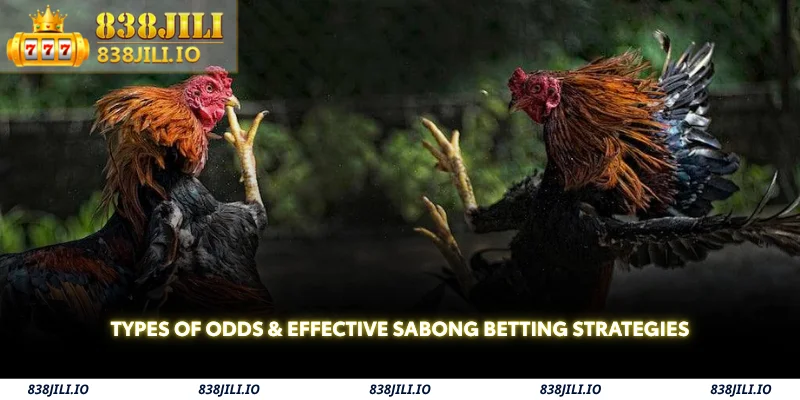 types of odds & effective sabong betting strategies