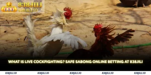 what is live cockfighting