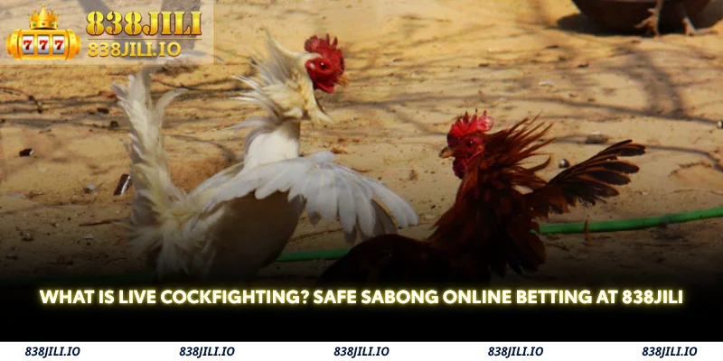 what is live cockfighting